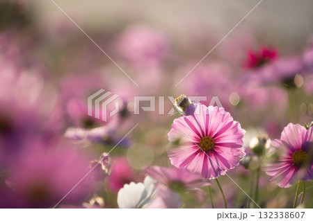 夕方の柔らかな光に輝くピンクのコスモス 132338607