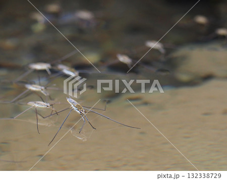 スイスイ…(水上のアメンボのクローズアップ) スイスイ…(水上のアメンボのクローズアップ) 132338729