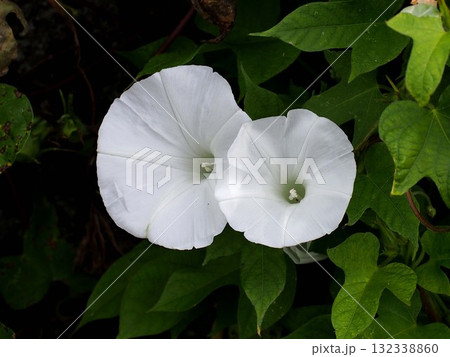 葉影の白いアサガオ(並んで咲いた大小二輪の花) 葉影の白いアサガオ(並んで咲いた大小二輪の花) 132338860