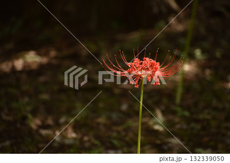 彼岸を彩る赤いヒガンバナ 132339050
