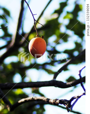 枝先にぶら下がった柿の実（日差しを浴びて熟したカキひとつ） 132339094