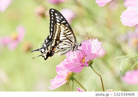 コスモスの蜜を吸うアゲハチョウ コスモスの蜜を吸うアゲハチョウ 132339409