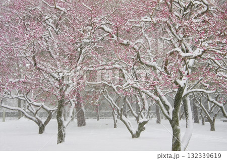 紅梅と雪 紅梅と雪 132339619