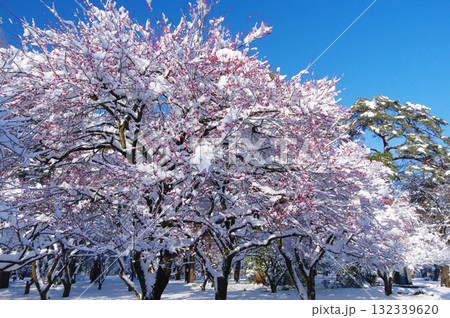 紅梅と雪 132339620