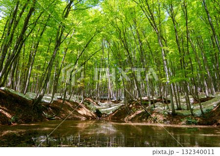 250430十日町市松之山美人林 250430十日町市松之山美人林 132340011