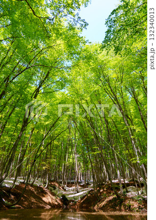 250430十日町市松之山美人林 250430十日町市松之山美人林 132340013