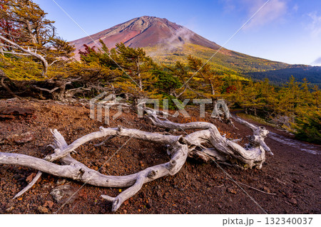 【山梨県】富士山スバルライン奥庭 夕日が枯れ木を照らす 【山梨県】富士山スバルライン奥庭 夕日が枯れ木を照らす 132340037