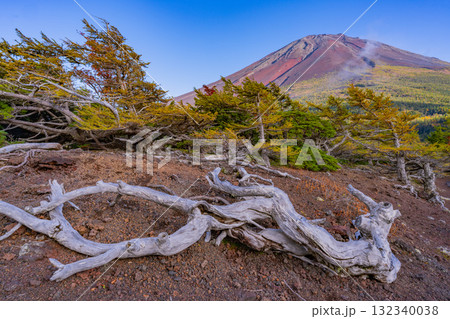 【山梨県】富士山スバルライン奥庭 夕日が枯れ木を照らす 【山梨県】富士山スバルライン奥庭 夕日が枯れ木を照らす 132340038