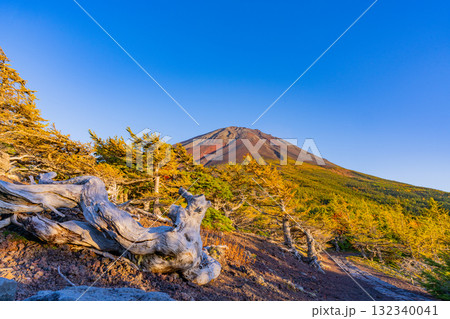 【山梨県】富士山スバルライン奥庭　夕日が枯れ木を照らす 132340041