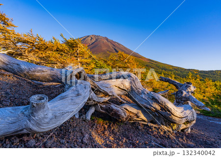 【山梨県】富士山スバルライン奥庭　夕日が枯れ木を照らす 132340042