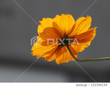 逆光で輝くオレンジ色のコスモスの花びらの裏側 132340134