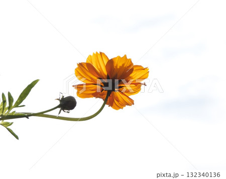 青空を背景に逆光で透けるオレンジ色のコスモスと蕾 132340136