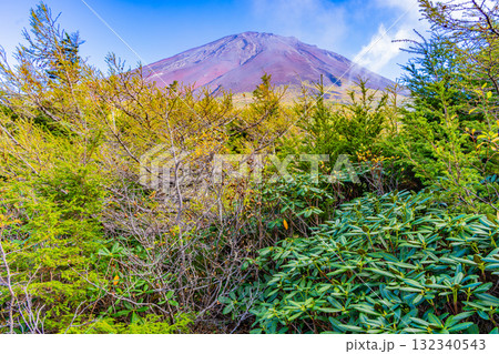 【山梨県】富士山スバルライン奥庭 シャクナゲの森 【山梨県】富士山スバルライン奥庭 シャクナゲの森 132340543
