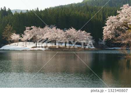 250501津南町中子の桜 132340807