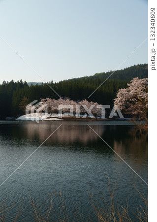 250501津南町中子の桜 132340809