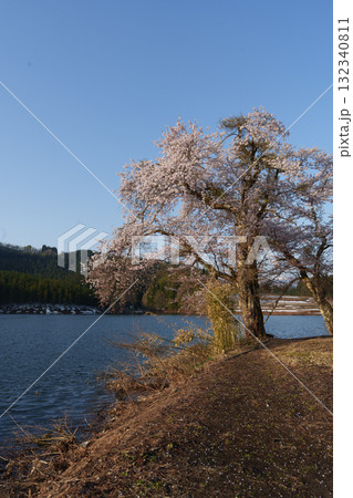 250501津南町中子の桜 132340811