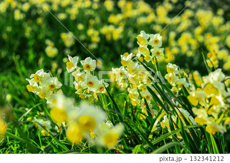 黄色いリナリアの花 黄色いリナリアの花 132341212