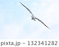 大空を舞うウミネコ — 翼を広げて自由に飛ぶ美しい瞬間 132341282
