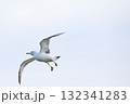 大空を舞うウミネコ — 翼を広げて自由に飛ぶ美しい瞬間 132341283