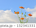 青空を背景に咲くコスモス 132341331