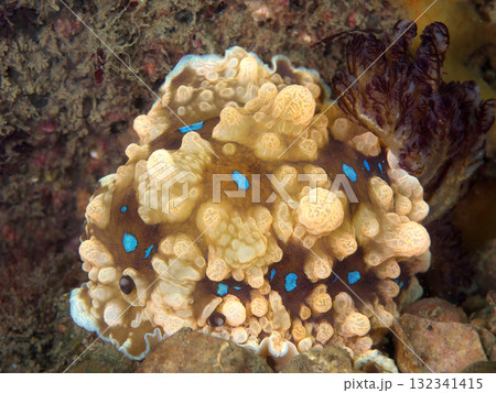 鮮やかな水玉模様を持つミヤコウミウシ 132341415