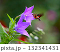 キキョウの蜜を吸うホシホウジャク 132341431