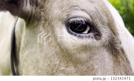 Close up to eye of cute gray cow at lawn. Sight of a friendly mammal animal at countryside. Profile of beautiful kine grazing outdoor. Cattle on pasture. Concept of livestock husbandry Close up to eye of cute gray cow at lawn. Sight of a friendly mammal animal at countryside. Profile of beautiful kine grazing outdoor. Cattle on pasture. Concept of livestock husbandry 132341471