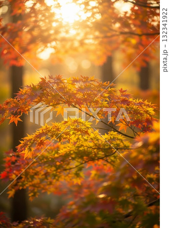 Autumn Maple Leaves Orange Glow Warm Bokeh Background Autumn Maple Leaves Orange Glow Warm Bokeh Background 132341922