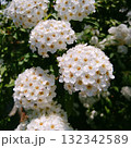 白い花がたわわに 132342589
