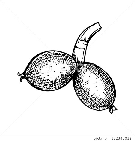 Ripening nut or fruit pods on stem vector etching drawing painted by black inks. Monochrome growing berries realistic graphic sketch illustration. For food packaging, medical blogs, nutrition guides 132343012