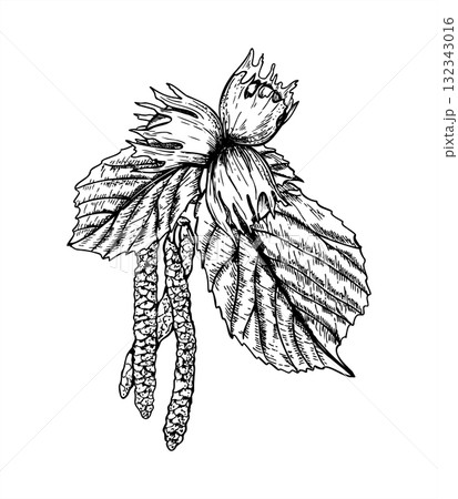 Hazel branch vector isolated illustration painted by black inks. Male catkins blossom, ripening nuts, leaves on tree etching drawing. Spring summer botanical graphic sketch for print, design 132343016