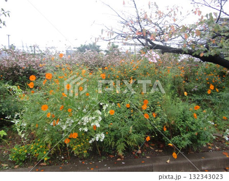キバナコスモスのオレンジ色の花 132343023
