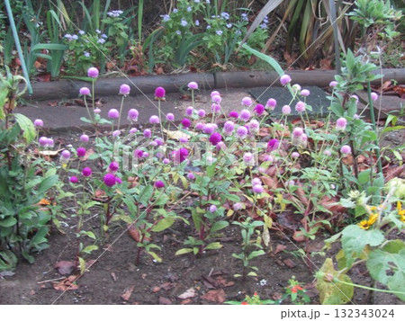 可愛いぽんぽん咲きの千日紅の桃色の花に見える花序 可愛いぽんぽん咲きの千日紅の桃色の花に見える花序 132343024