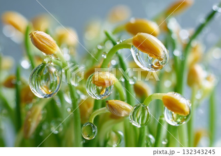 Macro focus on oil droplets among sprouting grains illustrating themes of ostracism and isolation Macro focus on oil droplets among sprouting grains illustrating themes of ostracism and isolation 132343245
