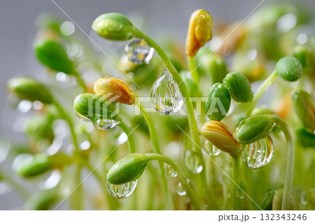Macro focus on oil droplets among sprouting grains, symbolizing isolation and exclusion in nature 132343246