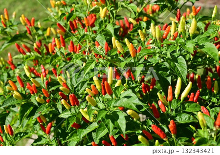 収穫前のキダチトウガラシ（シマトウガラシ）ナス科多年草 132343421