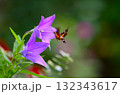 キキョウの蜜を求めて飛来したホシホウジャク 132343617