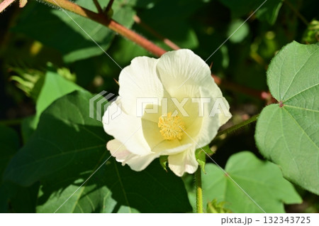 カイトウメン（アオイ科）の花 132343725