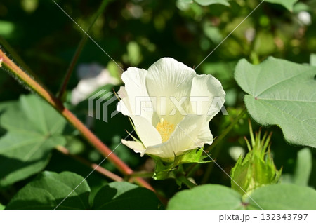 カイトウメン（アオイ科）の花 132343797