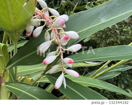 月桃(ゲットウ) 月桃(ゲットウ) 132344182