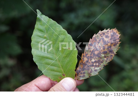 秋、緑を残すイヌブナの葉と紅葉したコナラの葉が、森の中で美しい色の対比を見せています。 秋、緑を残すイヌブナの葉と紅葉したコナラの葉が、森の中で美しい色の対比を見せています。 132344481