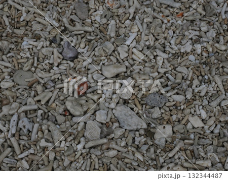 フィッツロイ島の浜辺 — 珊瑚片が語る海の記憶 132344487