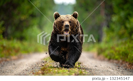 山を下りてきた凶暴な熊のイメージ 山を下りてきた凶暴な熊のイメージ 132345147