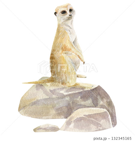 Watercolor hand draw composition with meerkat on the rocks. wall sticker. Wildlife.  132345165