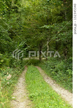 Peaceful Summer Landscape with Path and Forest Peaceful Summer Landscape with Path and Forest 132345340