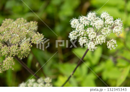 Wild Angelica Blooming in Alpine Meadow. 132345343