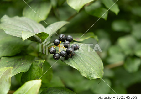 Closeup of Wild Berries Growing in Alpine Nature Closeup of Wild Berries Growing in Alpine Nature 132345359