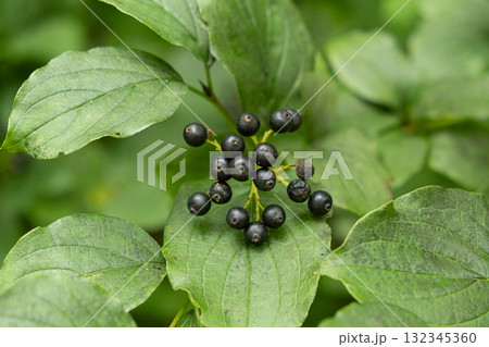 Closeup of Wild Berries Growing in Alpine Nature Closeup of Wild Berries Growing in Alpine Nature 132345360