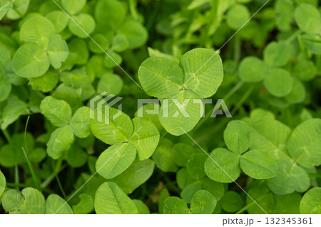 Close-Up of Four-Leaf Clover, Nature Concept of Fortune Close-Up of Four-Leaf Clover, Nature Concept of Fortune 132345361