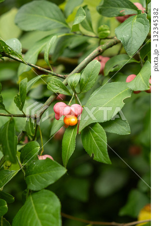 Colorful Euonymus Berries on Branches in Autumn Forest Colorful Euonymus Berries on Branches in Autumn Forest 132345382